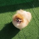 안다켄넬 네이버블로그