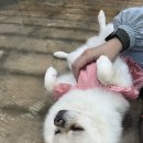 함께할 개 이미지