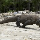코모도 이미지