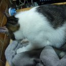 삐약이PC 이미지