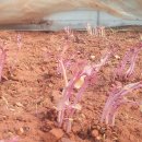 서울농약종묘사 이미지