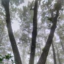 가리산자연휴양림 이미지