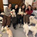 퍼피앤커피 | 신림 퍼피앤커피 ㅣ 강추 신림 놀거리 애견카페 솔직후기