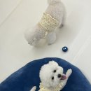 몽라이크(monglike) 이미지