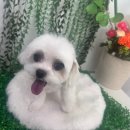 나나 애견 미용실 | 세종 애견미용 전문 홀리홀리에서 피부 예민한 우리 아이 맡긴 후기