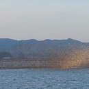 군산시 나포면 금강의 가창오리의 군무 이미지