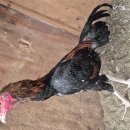 핸섬가이 이미지