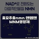 엠앤앤 | 효모추출 NMN 앤엠앤 영양제의 효과와 섭취법