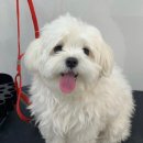 그루머솔 이미지