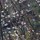 울릉벚꽃 이미지