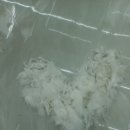 고양이미용 우다다냥 이미지