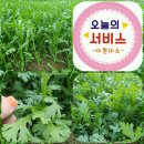 판매종료/밭정리 도와주세요(포기상추2kg.서비스2종)만원 이미지