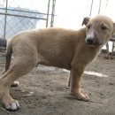 멋진강아지 이미지