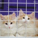 블루드라이어드 이미지