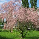 성경에 나온 식물, 에셀나무(אשל,A tamarisk tree) 이미지