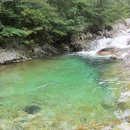 마리장풍숲 이미지