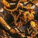 산야초마을 이미지