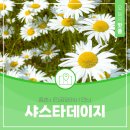 중촌육교 아래 공중화장실 | 대전 5월 중구 꼭 가볼 만한 곳 중촌시민공원 샤스타데이지 꽃밭