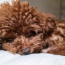 살랑살랑 반려견미용실 | 강아지 독감 예방접종 1차 후기 비용·효과·주의점까지 총정