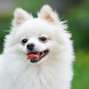 빼꼼낼름 이미지