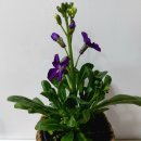 비단향꽃무 이미지