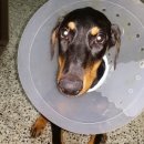 벨라켄넬 이미지