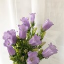 플로리스트 과정 (입문) 이미지