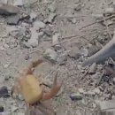 [동영상] 젠투펭귄 - 길막중인 바다표범을 밟고 지나가는 모습 이미지
