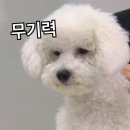 강아지를 부탁해 이미지