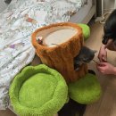 펫모닝 | 펫모닝 통나무 리얼트리 2단 숨숨집 캣타워 내돈내산 구매후기