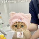 고양이 무마취미용&호텔 무냥무냥 부산서면점 | 부산 서면고양이미용의 새로운 기준, 무냥무냥 부산서면점 방문 후기