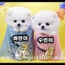 명품애견 이미지