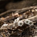 변산바람꽃 이미지