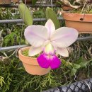 Cattleya walkeriana flamea ('KS select ' × 'pa 06') 이미지