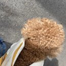 연희도그 이미지