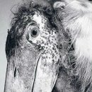 연필세밀화 이미지