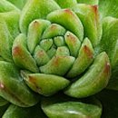 송란다육농원