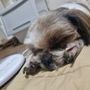 설이네 펫택시 | 펫택시를 찾아서 :: [ 댕타타 후기 ] :: 부산 여러 펫택시 예약 솔직 후기 (카카오 펫택시 / 멍이요)