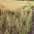 Camino de Santiago #15