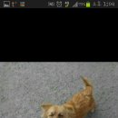 진지하개 이미지