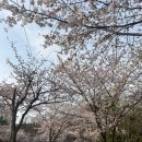 루비떡볶이 | 냉부 손종원 쉐프 추천, 압구정 루비떡볶이 내돈내산 후기(+포장 주문 팁)