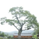 보화1로 Daum카페