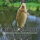 삽교천 낚시터 | [충남 아산] 죽산 낚시터 붕어낚시 조행기(24년 6월 2일), +사암지, 두창지 배수 및 조황 체크