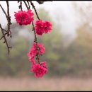 복사꽃피는마을 이미지