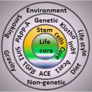 Stem cells and anti-aging genes: double-edged sword—do the same job of life 이미지