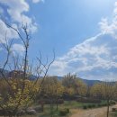 칠봉 | 전북 전주 가볼만한 곳 꽃동산, 완산칠봉 겹벚꽃, 모악산, 전남 구례 산수유 축제 나들이 후기