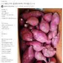 [오늘발송] 쫄깃쫄깃한 흑찰옥수수 10개 더 드려요~ // 퍽퍽한 햇 밤고구마 10키로 22,000원 이미지