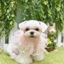 카멜리몽 이미지