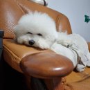 뚱강아지 이미지