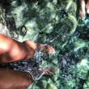 에덴피시 이미지